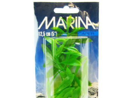 Marina Hygrophila Plant