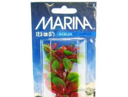 Marina Red Ludwigia Plant