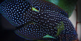 Marine Betta Comet - Medium Approx 3" - 4" - Saltwater Fish-marine fish packages-www.YourFishStore.com