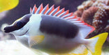 Metallic (Magnificent) Foxface Fish Sianus Magnifica Medium 3 - 4"-marine fish packages-www.YourFishStore.com
