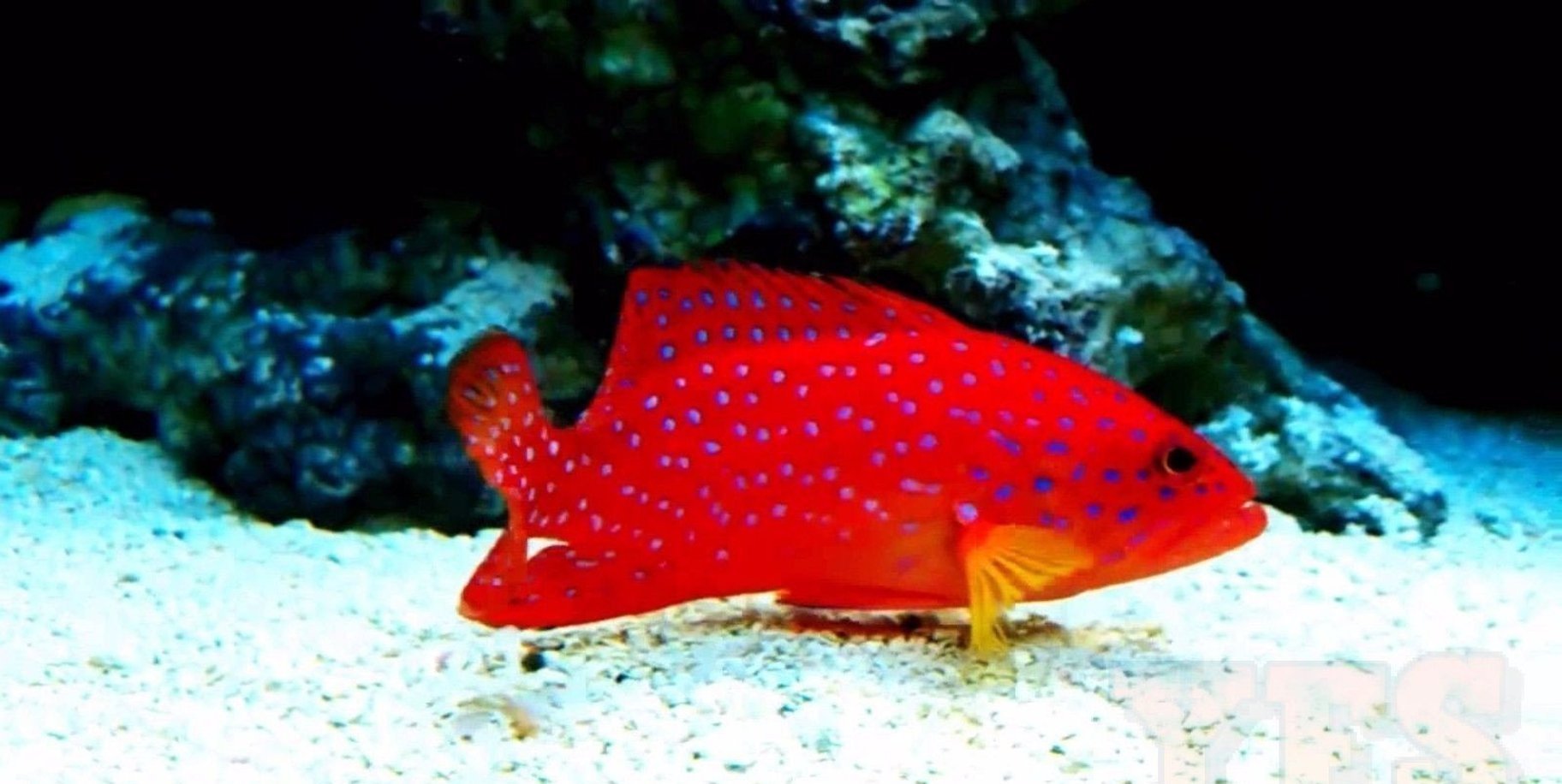 Miniatus Grouper Med Fish - Cephalopholis Miniata -marine fish packages-www.YourFishStore.com