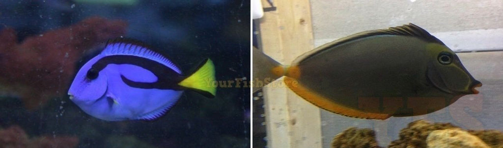 Naso Tang & Hippo Tang Combo Fish Med 3" Each - Tropical Free Ship