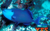 Niger Trigger Fish - Large 4" - 6" - Live Saltwater Fish-marine fish packages-www.YourFishStore.com
