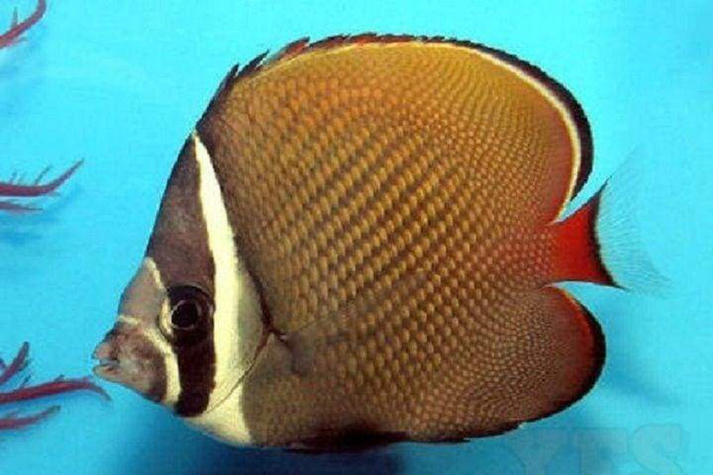 Pakistani Butterfly Fish - Chaetodon Collare - Med 2" - 3" Each Free Shipping