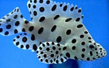 Panther Grouper Med Fish - Cromileptes Altivelis-marine fish packages-www.YourFishStore.com