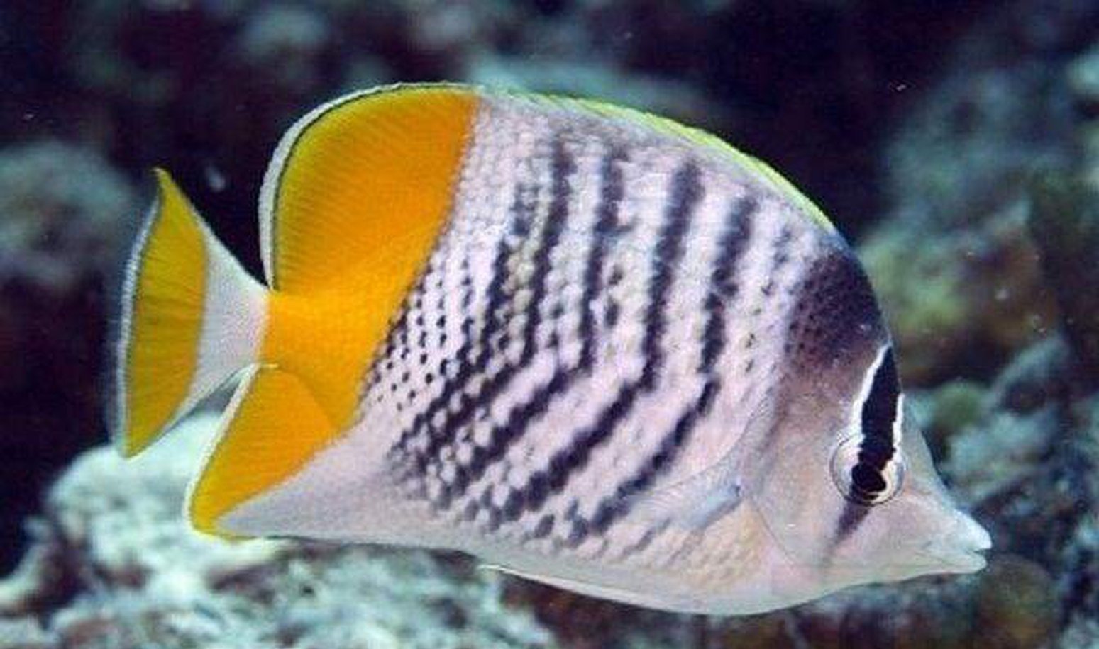 Pearlscale Butterfly Fish - Chaetodon Xanthus - Med 2" - 3" Each Free Shipping-marine fish packages-www.YourFishStore.com