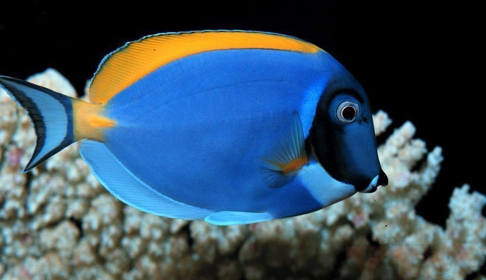 Powder Blue Surgeonfish-Facts and Photographs
