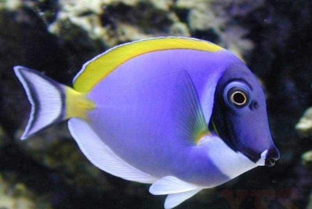 Powder Blue Tang - Med/Lrg 3" - 4" - Leucosternon- Fish Free Shipping