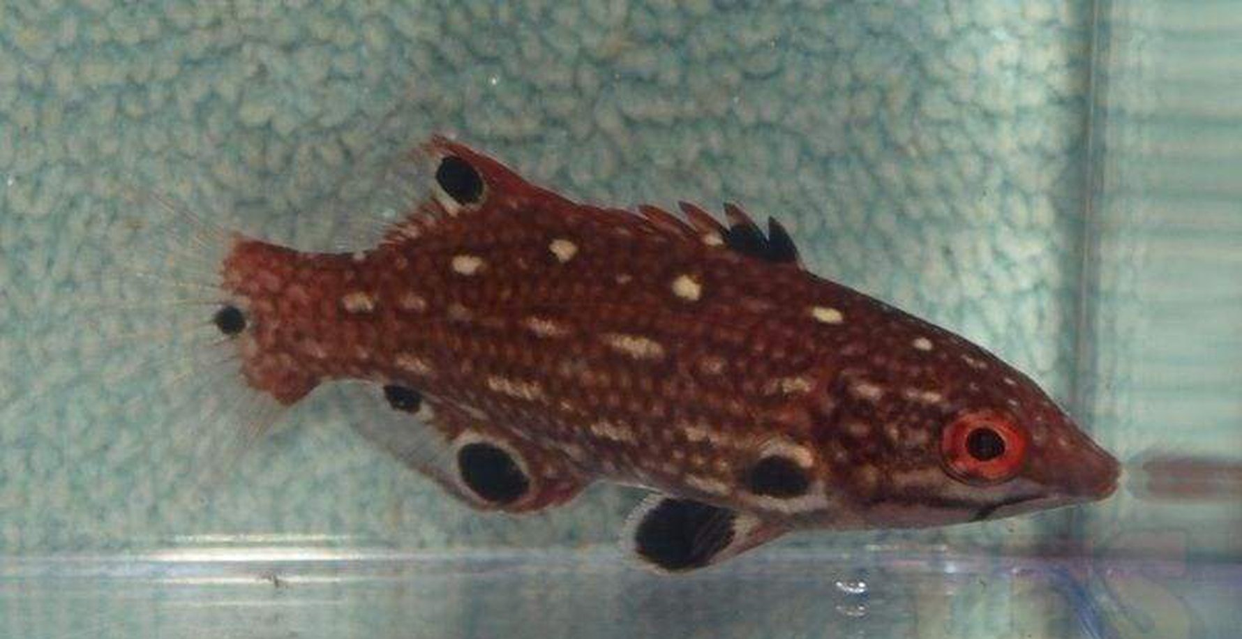 Red Diana Hog Fish Med Fish - Bodianus Diana-marine fish packages-www.YourFishStore.com