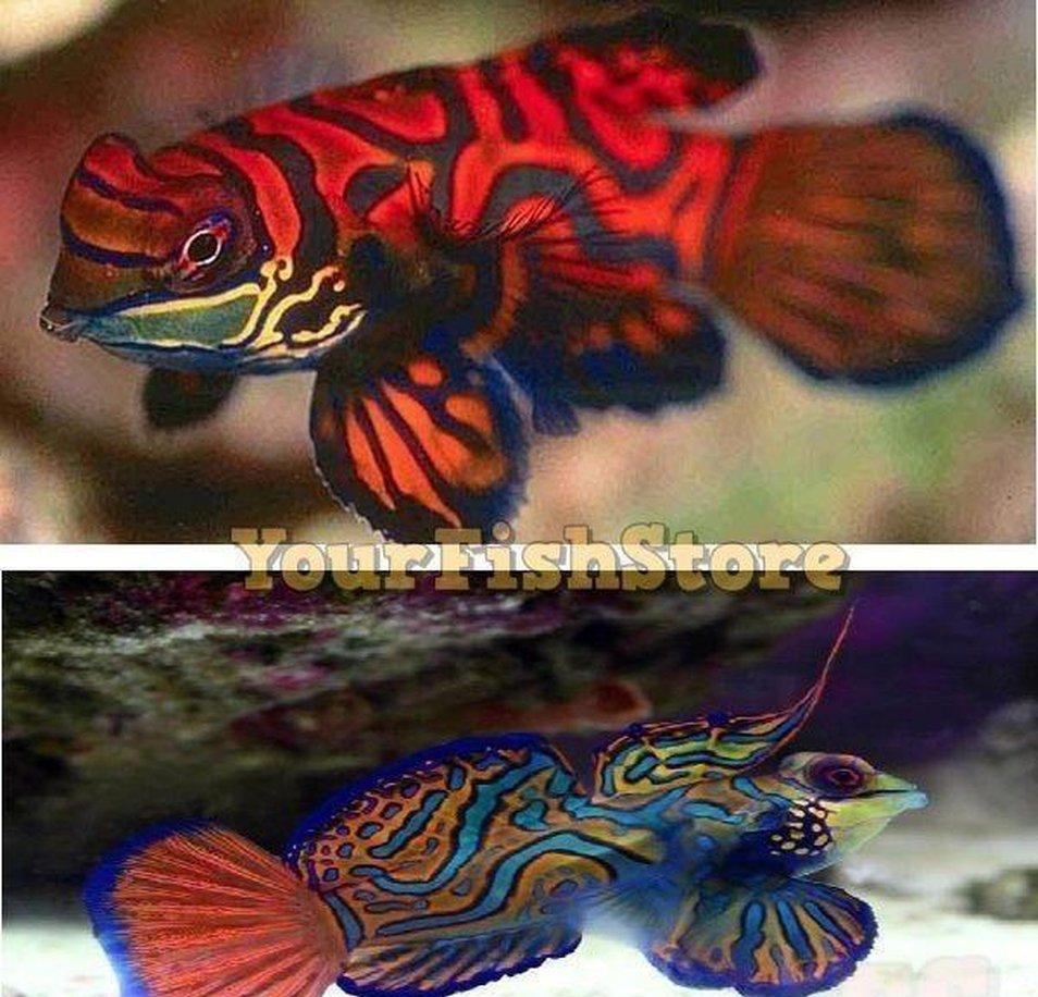 Red Mandarin Goby & Green Mandarin Goby Package - Saltwater Fish-marine fish packages-www.YourFishStore.com