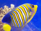 Regal Angel Fish (Pygoplites ) Medium - Fish Saltwater Free Shipping-Marine Dwarf Angelfish-www.YourFishStore.com
