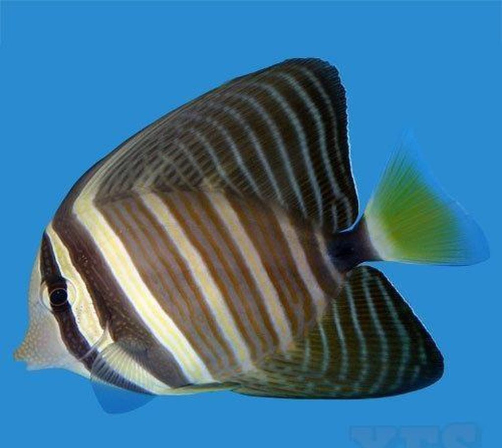Sailfin Tang Fish - Med 3" - 4" Each Saltwater - Yourfishstore