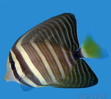 Sailfin Tang Fish - Med 3" - 4" Each Saltwater - Yourfishstore-marine fish packages-www.YourFishStore.com