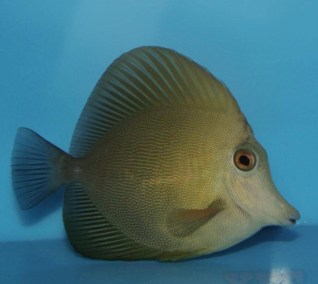 Toposa Fish Scopas Tang Fish - Med 3