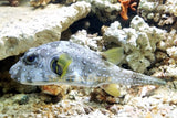 Stars And Stripe Puffer Med Live- Fish Saltwater-marine fish packages-www.YourFishStore.com