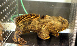 ToadFish / Frogfish - Large (4"- 7) Each Saltwater - Easy Care - Free Shipping-marine fish packages-www.YourFishStore.com