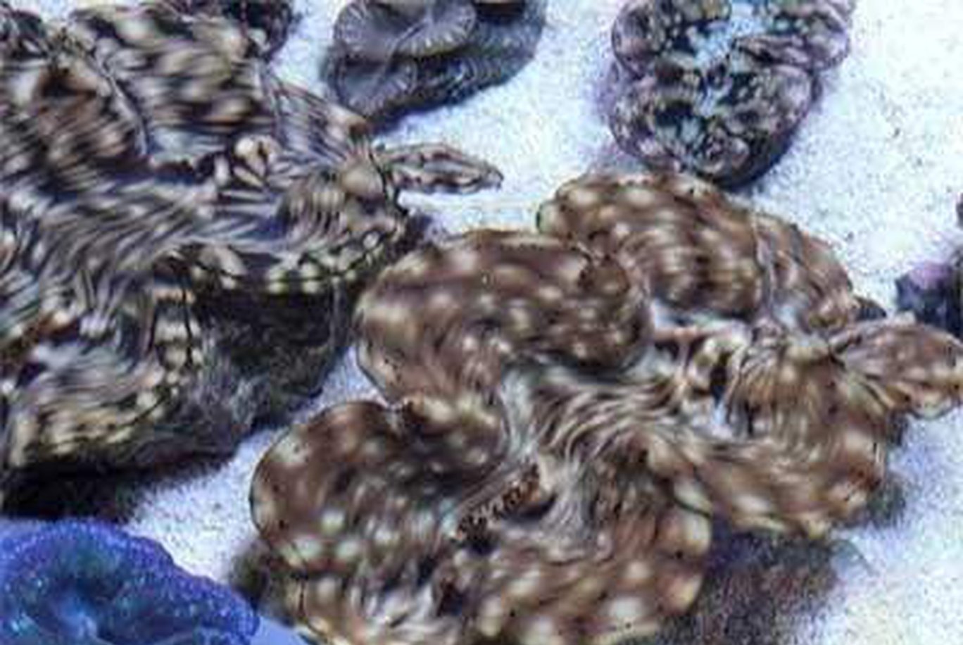 Tridacna Squamosa Clam Package 2/4/6-Clam Packages-www.YourFishStore.com