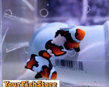 Two (X2) Live Black Ice Clown Fish (Pair) Med - With Free Zooanthid Zoa Frag-marine fish packages-www.YourFishStore.com