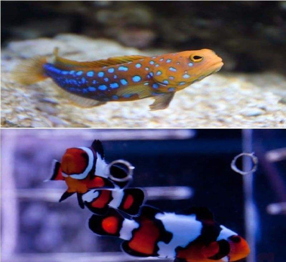 Two (X2) Live Black Ice Clown Fish (Pair) Med & X1 Blue Dot Jawfish Med