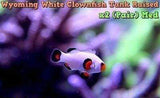 Two (X2) Live Wyoming White Clown Fish (Pair) Md *Tank Raised-marine fish packages-www.YourFishStore.com