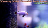 Two (X2) Live Wyoming White Clown Fish (Pair) Md *Tank Raised-marine fish packages-www.YourFishStore.com
