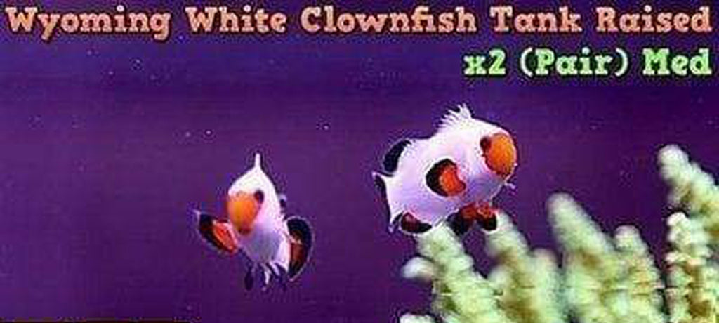 Two (X2) Live Wyoming White Clown Fish (Pair) Md *Tank Raised
