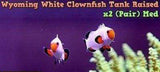 Two (X2) Live Wyoming White Clown Fish (Pair) Md *Tank Raised-marine fish packages-www.YourFishStore.com