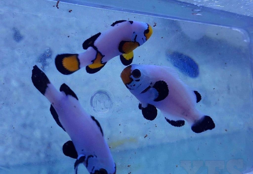 Two (X2) Ocellaris Flurry Clown Fish Tank Raised Md/Lrg - Wysiwyg