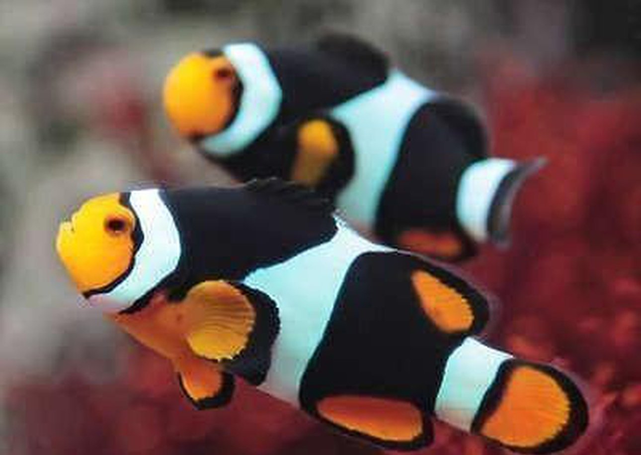 Two (X2) Onyx Clown Fish Live (Pair) Med With *Free Bubble Anemone-marine fish packages-www.YourFishStore.com