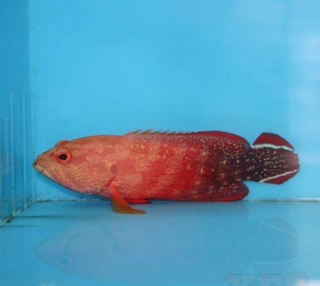 V Tail Grouper Med Fish - Cephalopholis Urodeta -marine fish packages-www.YourFishStore.com