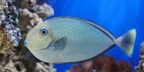Vlamingi Tang Fish- Med 3" - 4" Each Saltwater - Yourfishstore-marine fish packages-www.YourFishStore.com