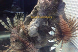 Volitan Lion Fish - Medium Approx 4" - 5" - Pterois Voltans-marine fish packages-www.YourFishStore.com