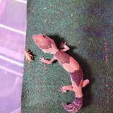 WYSIWYG - African Fat Tail Gecko 136-www.YourFishStore.com