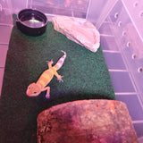 WYSIWYG - Tangerine Leopard Gecko 114-www.YourFishStore.com