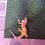 WYSIWYG - Tangerine Leopard Gecko 129-www.YourFishStore.com
