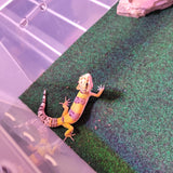WYSIWYG - Tangerine Leopard Gecko 129-www.YourFishStore.com