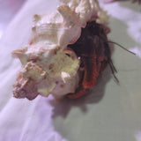 WYSIWYG - XL Solider Hermit Crabs - Coenobita clypeatus care (5 Pack)-www.YourFishStore.com