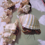 WYSIWYG - XL Solider Hermit Crabs - Coenobita clypeatus care (5 Pack)-www.YourFishStore.com