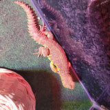 WYSIWYG - Yellow Uromastyx Lizard 10-www.YourFishStore.com