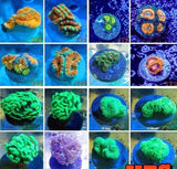 X1 Acan - X1 Hammer - X1 Ricordea - X1 Polyp - Frag Package **Deal**-frag packages-www.YourFishStore.com