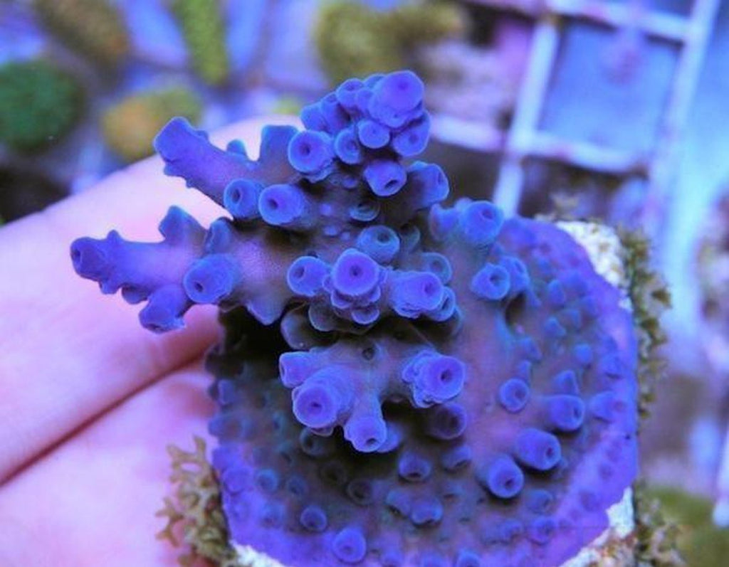 X1 Acro : Blue Tortuosa - Frag Coral Sps - Includes Free Mystery Frag