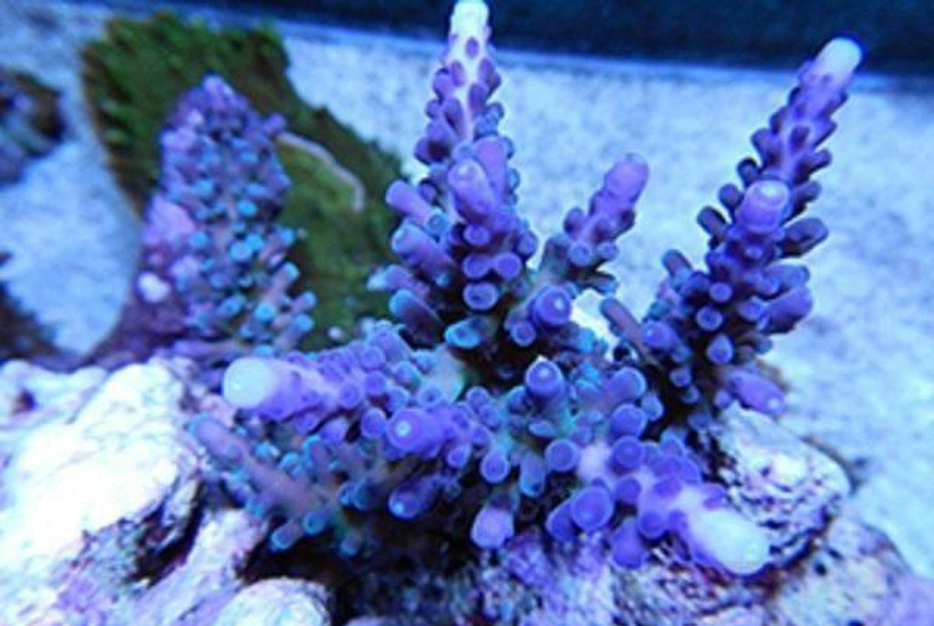 X1 Acro : Cali Tort - Frag Coral Sps - Includes Free Mystery Frag