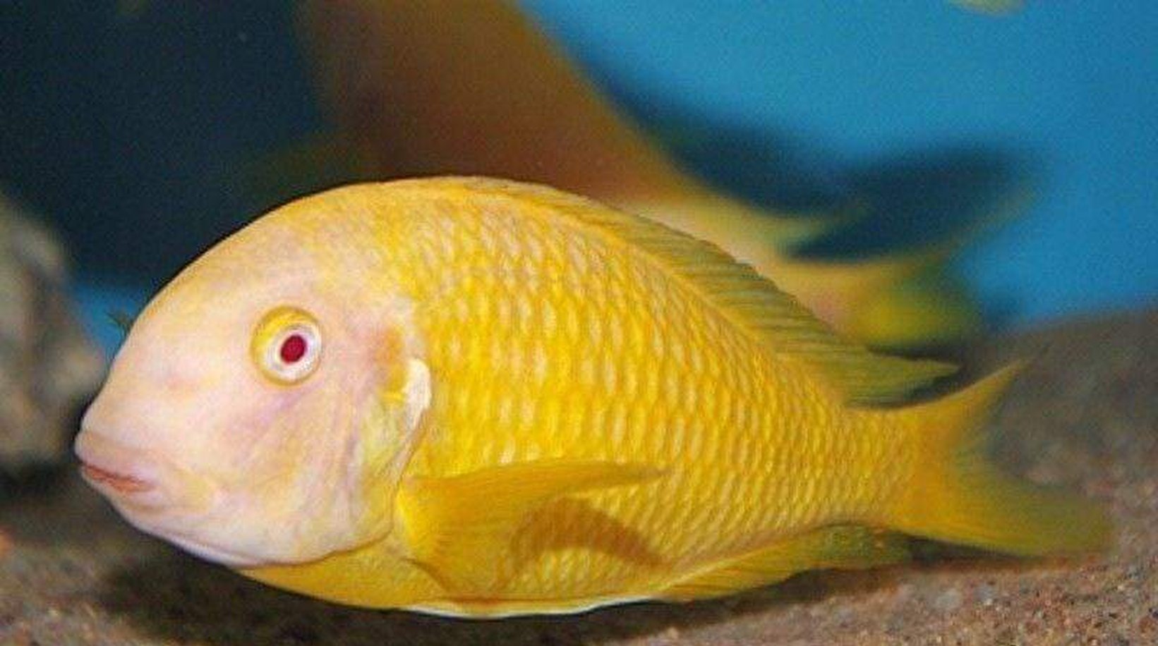 X1 Albino Kipili Tropheus Brichardi Cichlid Sml/Med 1"-2"-Freshwater Fish Package-www.YourFishStore.com