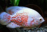 X1 Albino Tiger Oscar Large 4" - 6" Each - Freshwater Package-Freshwater Fish Package-www.YourFishStore.com