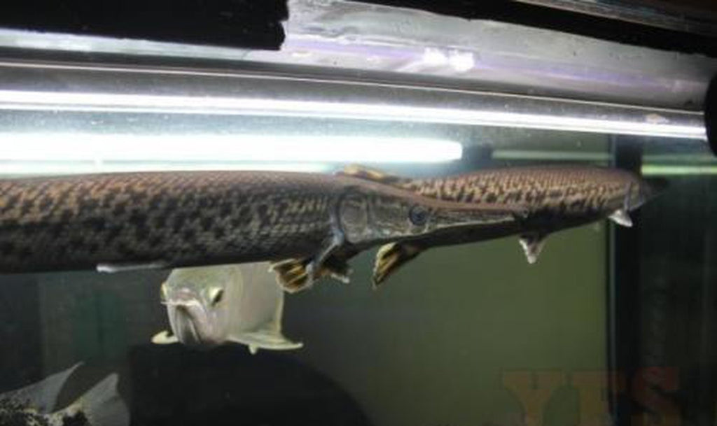 X1 Alligator Gar Freshwater - Med - Aprox 4-7"