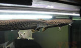 X1 Alligator Gar Freshwater - Med - Aprox 4-7"-Freshwater Fish Package-www.YourFishStore.com