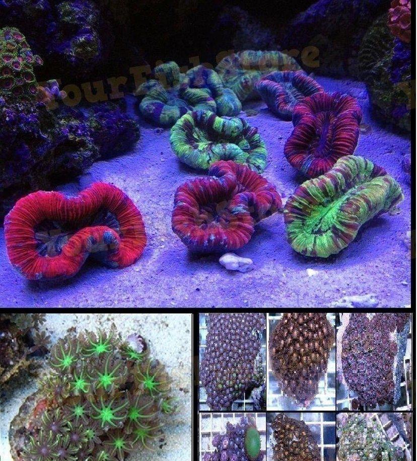 X1 Assorted Open Brain Coral - X1 Clove Polyp Green - X1 Assorted Zoa Colony