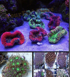 X1 Assorted Open Brain Coral - X1 Clove Polyp Green - X1 Assorted Zoa Colony-marine fish packages-www.YourFishStore.com