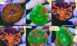X1 Assorted Scoly Scolymia Brain Corals - Medium Size 3" - 5"-Coral packages-www.YourFishStore.com