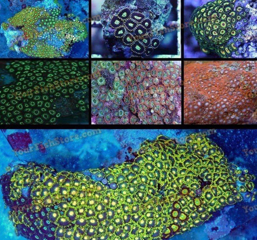 X1 Assorted Ultra Zooanthid Package Zoa Colony